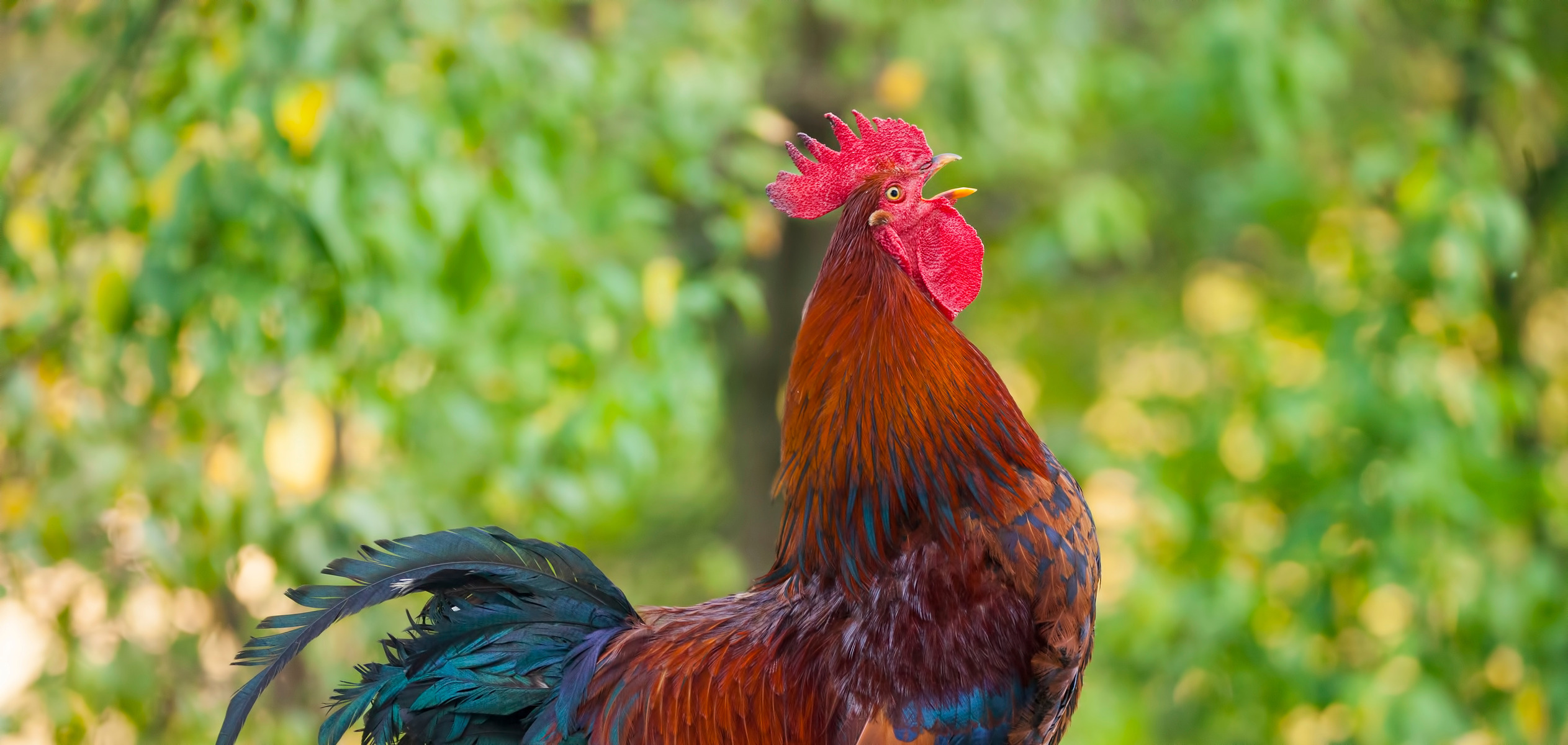 Chicken Noises: What Do They Mean?